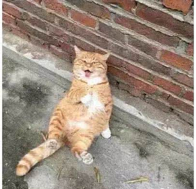 橘猫在家打架后被赶走，找到它时瘫坐在墙边，表情却让人气昏头 - 3