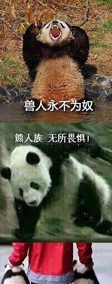 熊猫因受伤剃了腿毛，大家笑翻了，熊猫：大胆刁民竟敢嘲笑本国宝 - 5