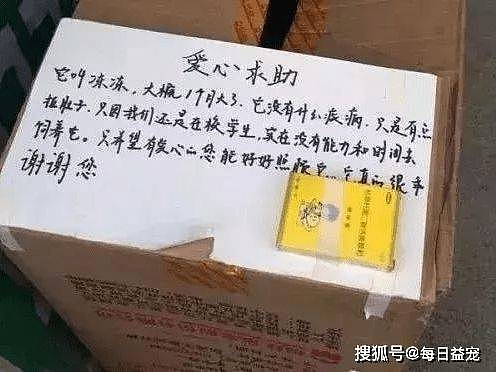 狗狗被装纸箱里，出现在宠物店门口，一张字条道出真相！ - 2