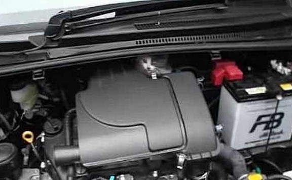 小奶猫藏车里不出来，车主借来了邻居的橘猫，没想到还真管用 - 1