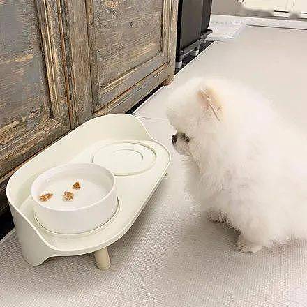 网友想骗狗子喝水，就把零食丢进水碗里，结果狗子的反应笑喷！ - 1