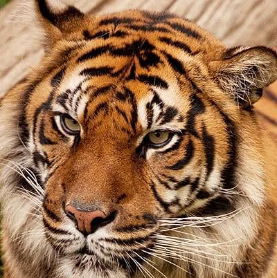 为什么老虎吃过人之后一定要杀死，动物学家的解释让人深思 - 2