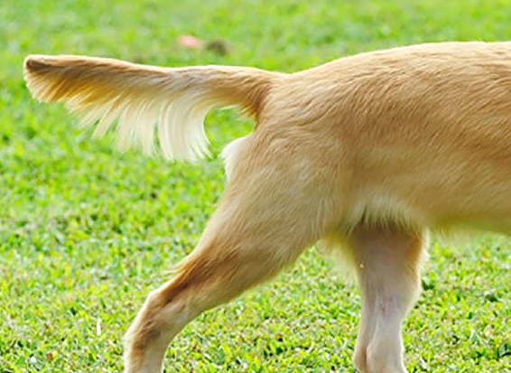 狗狗的心情全写在了尾巴上，读懂这些尾巴状态，和狗更亲近 - 5