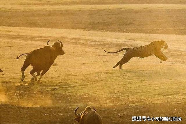 老虎和野牛谁厉害？动物学家：野牛是老虎的猎物！ - 7