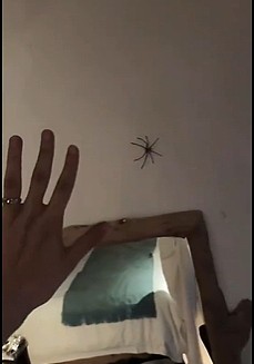 哈人！管泽元分享自己出差 房间被蜘蛛GANK：胆小怕蜘蛛的别点视频 - 1