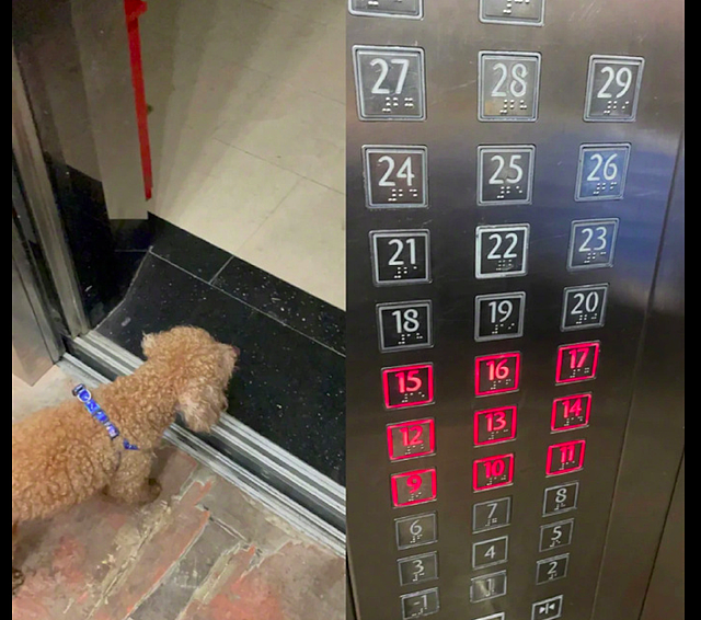 狗狗独自坐电梯，网友逐一按楼层给它找家，花了10分钟终于找到了 - 2