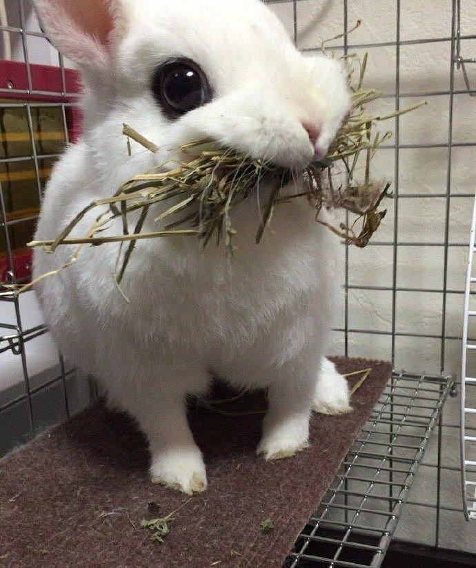 主人给兔子换食，蠢兔子以为没得吃，嘴里含着一口草吃兔粮好委屈 - 6