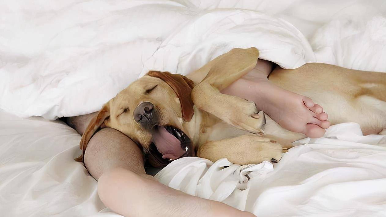 狗狗爱“上你的床”，除了想睡觉，还可能是这些原因 - 5