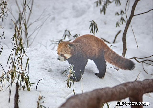 小熊猫雪后觅食，一不小心撞见猞猁，忙举起前肢，想吓跑它 - 3