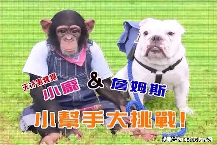 狗狗猩猩大冒險纪录片《阿笨和阿占》第1季纪录片解说素材 - 1