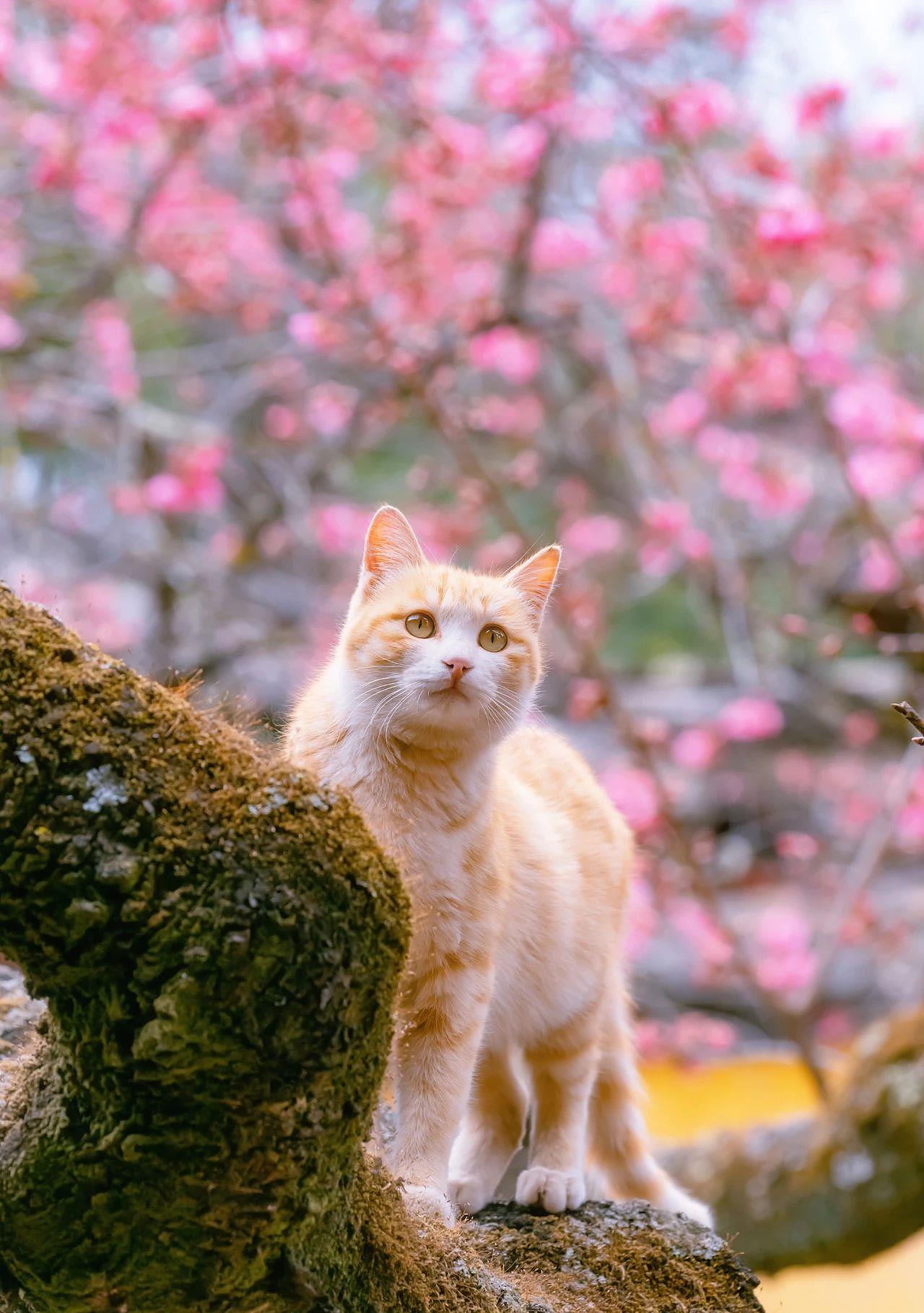 320年的古樱花树上，长了母子两橘猫，又美又仙 - 5