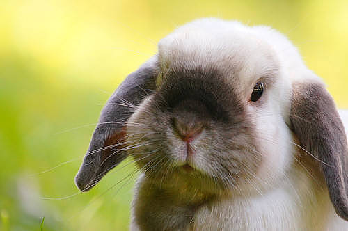 兔子日记：人吃的益生菌兔子能吃吗 - 2