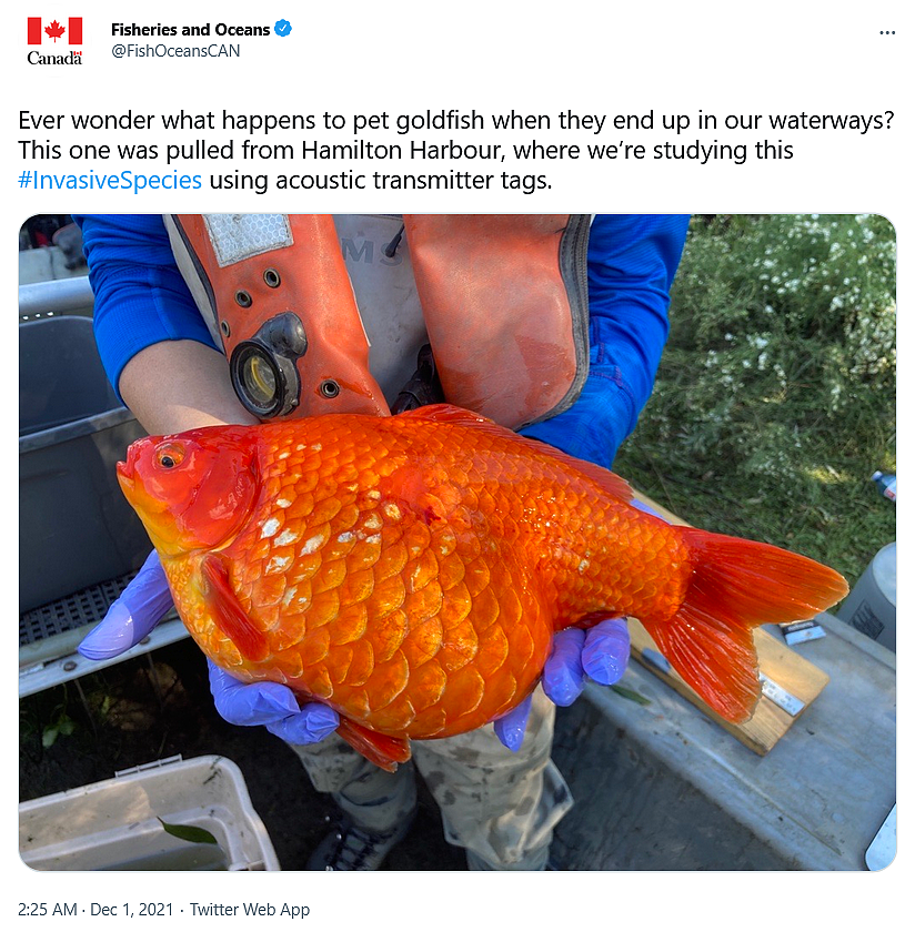 超大金鱼正在入侵加拿大水道 - 2