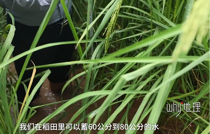 袁隆平梦想成真：2米高巨型稻在重庆试种成功 - 7