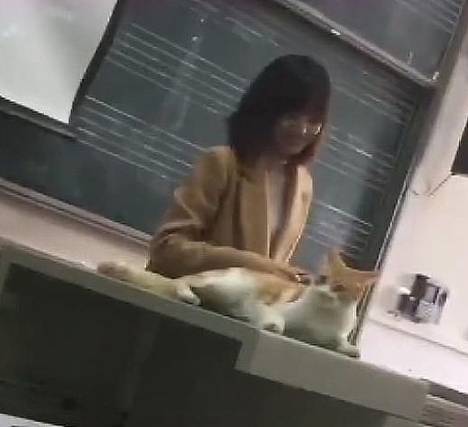 一只认真听课的橘猫，老师：谁来抱走？橘猫：本喵就躺在这了 - 2
