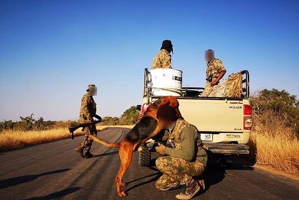 一条狗在狮子环伺的非洲大草原失踪24小时，活下来完全就是奇迹 - 1