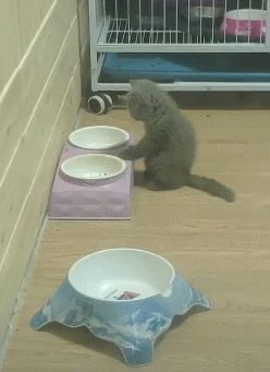 错过吃饭时间的小蓝猫，对着空空的猫碗发呆：没有饭，我吃啥？ - 3