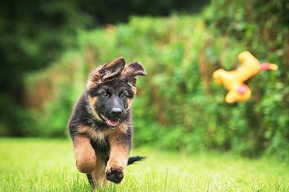 狗狗运动也能锻炼出病，不恰当的运动，更容易害狗 - 6