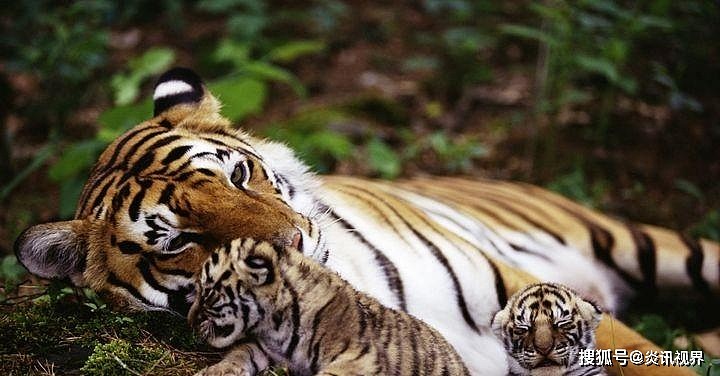 老虎的繁殖与交配：铁汉并没有柔情，冷门的知识又增加了 - 12
