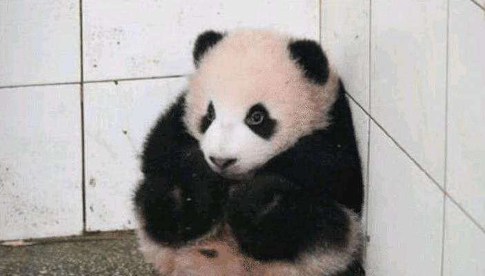 小熊猫调皮捣蛋, 保洁员说了它两句就躲到墙角, 可怜的模样惹人爱 - 3