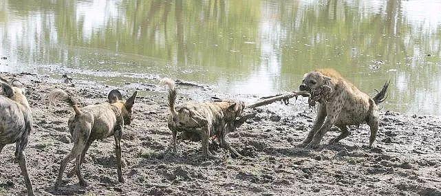 鬣狗敢和一只野狗抢食，一群野狗到来，吓得鬣狗躲进水中夹起尾巴 - 4