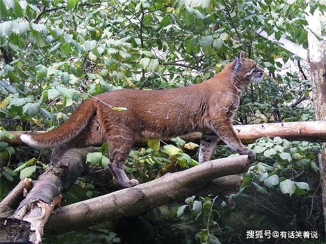 亚洲金猫捕杀野猪不成问题，有人相信带着猫毛，老虎都不敢靠近 - 7