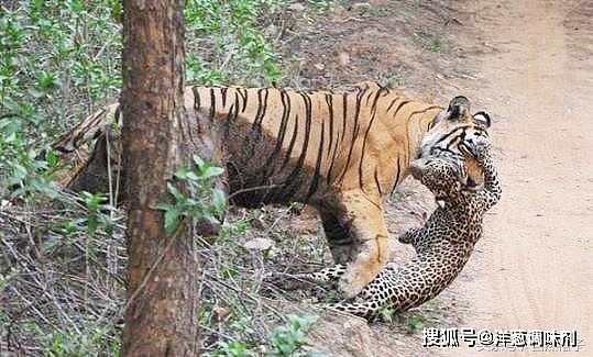猫科动物中的“猫吃猫”：老虎吃豹子，豹子吃狞猫，狞猫吃薮猫 - 4