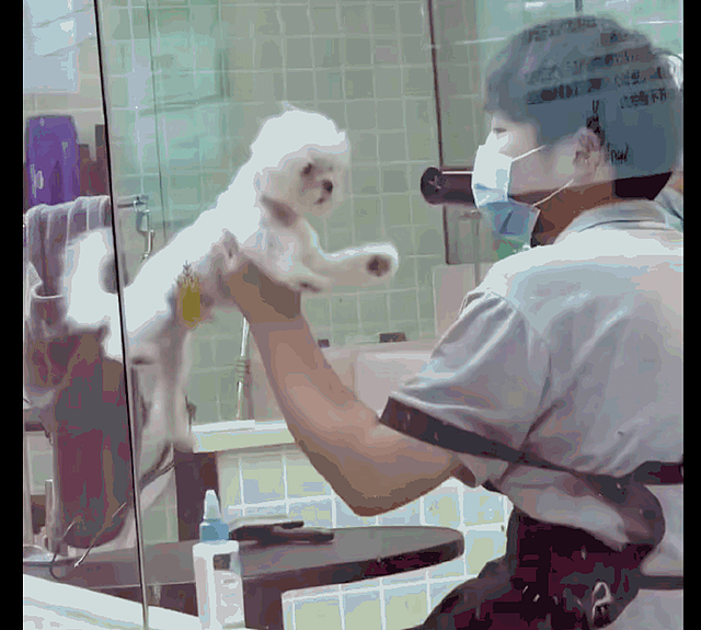 网友把狗狗送到了宠物店洗澡，它最后都放弃抵抗了：再也不想来了 - 1
