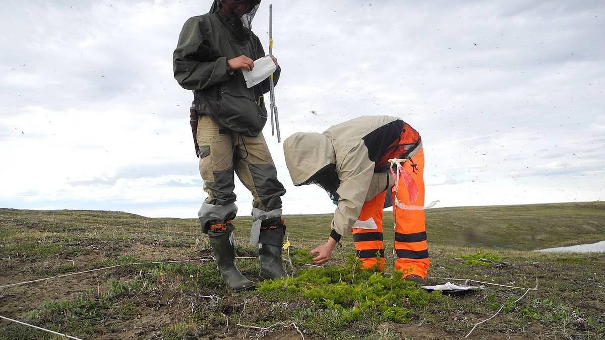 研究显示西伯利亚苔原可能会在本世纪中叶消失 - 3