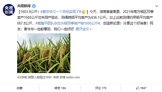 杂交水稻双季亩产创新纪录：1603.9公斤 - 2
