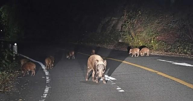 日本福岛出现杂交野猪：核辐射没对野猪基因造成有害影响 - 3