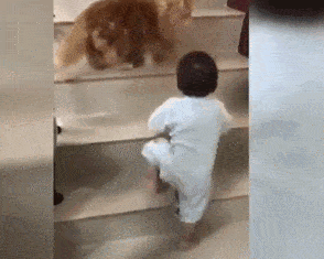 怕孩子的小猫，居然教小主人爬楼梯，主人看到后被暖爆了... - 4