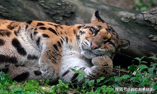胖成球的猫科动物：老虎像充满气，云豹看不到脖子，猫咪比人还大 - 3