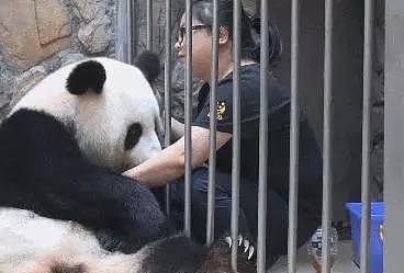 熊猫跟江左梅梅撒娇，画面让她直呼投降，网友：梅梅你也有今天！ - 5