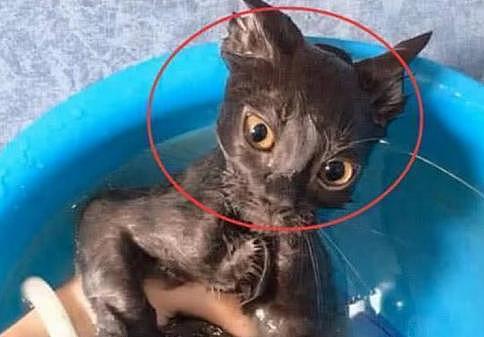 主人给蓝猫洗澡，刚把它放进澡盆淋湿，下一秒却笑到快抽筋！ - 3