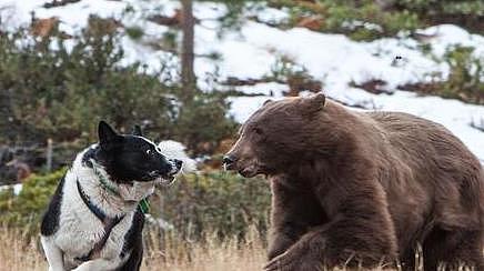 俄罗斯境内第一猛犬，并非高加索犬，它才是猛犬代表，可猎杀黑熊 - 2