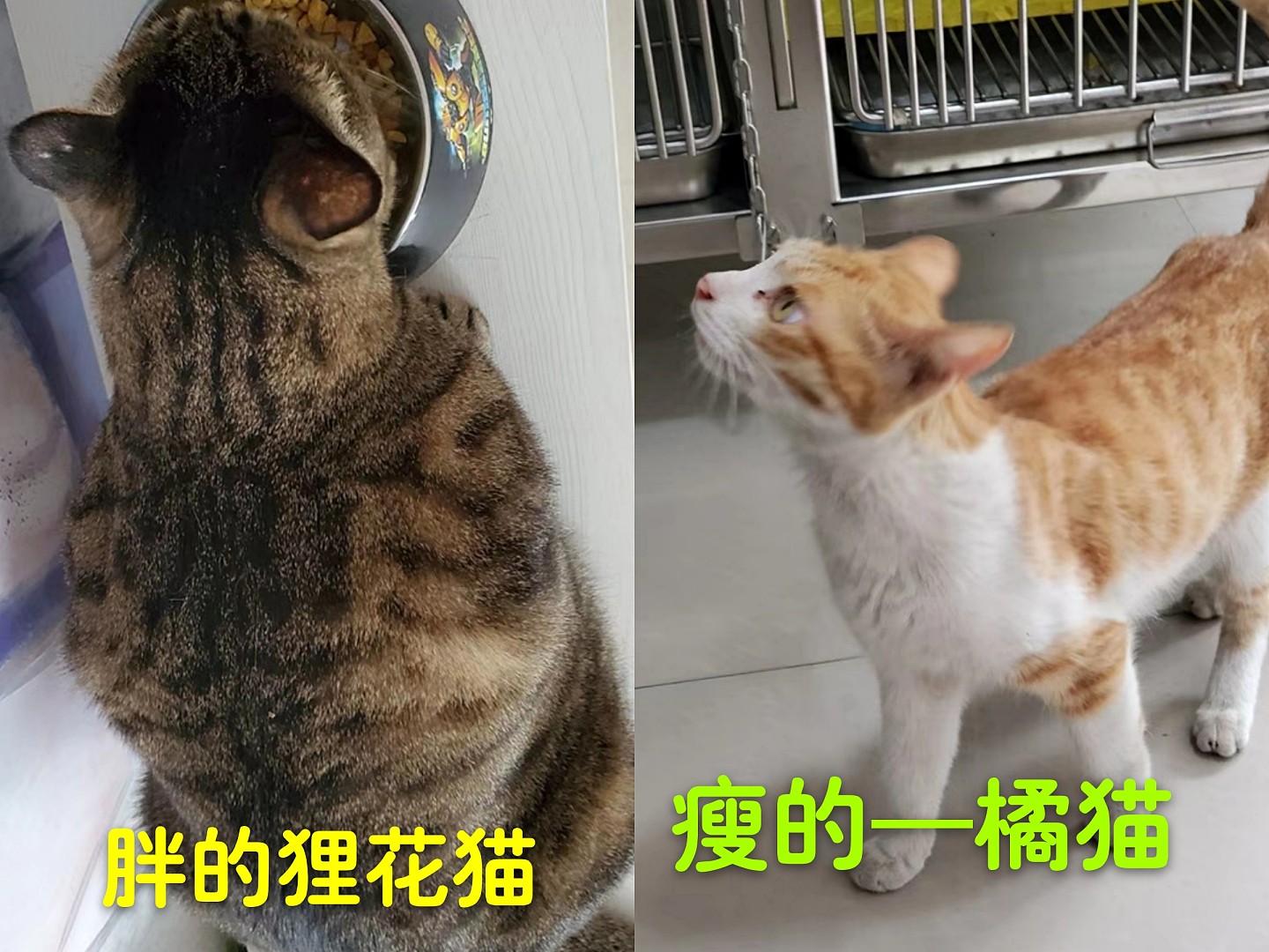 辟谣：橘猫肥胖是基因决定的？错的饲养方法养什么品种的猫都会胖 - 3