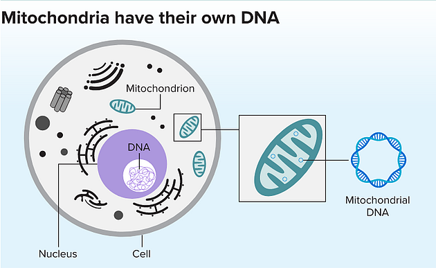 构成人类基因组的DNA包含在细胞核中。但是线粒体拥有自己的一套环状DNA，这很可能是它们古代祖先细菌的残留。