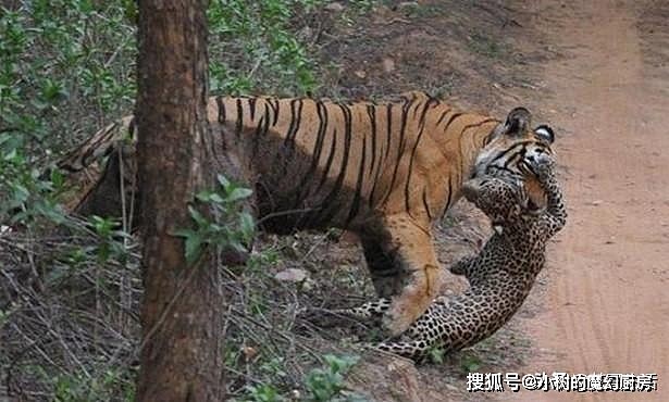 花豹出门觅食偶遇老虎，直接猖狂的打了上去，最后结果可想而知 - 1