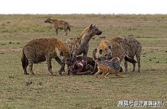 胡狼那么小，为何常从狮子鬣狗那里抢走食物？它只用了这一招 - 2