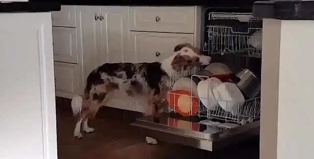 狗狗主动帮忙擦碗碟，这样的舔法，一个碗都不敢用！ - 2
