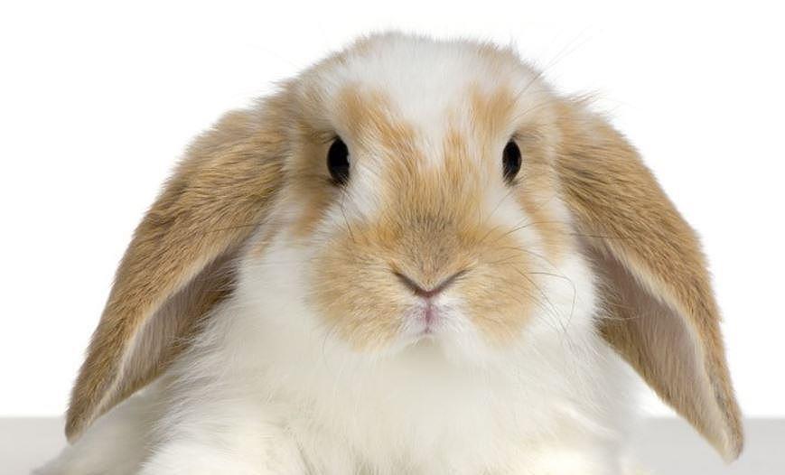 为什么你的兔子一直歪着头，大脑中有寄生虫？还是其他原因 - 4
