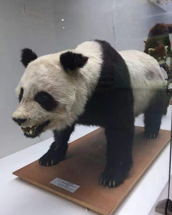 熊猫的祖先有多厉害？被称作食铁兽，连老虎和狮子都不敢惹 - 6