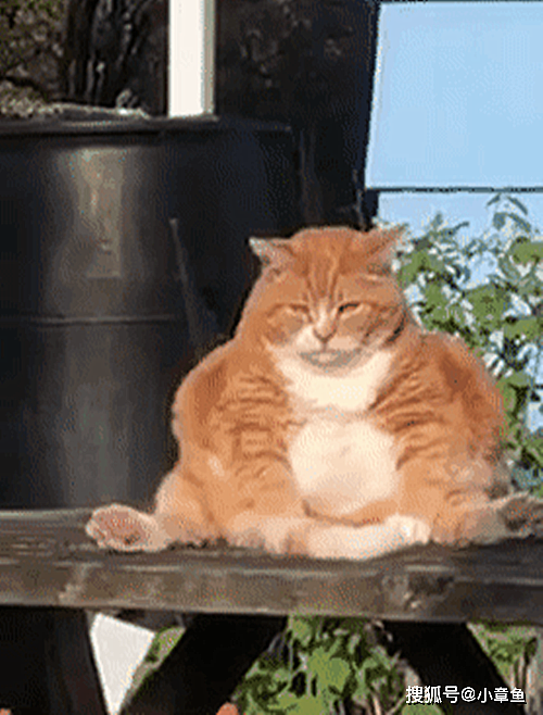 老远看到桌子上坐着啥，镜头放大发现是只橘猫：你咋可以这么胖 - 2