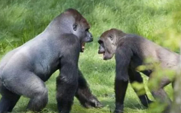 公猩猩给母猩猩按摩，没按几下就不老实了，看完憋住不要笑！ - 2