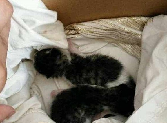 捡回两只小奶猫决定好好养，3天就心力交瘁：哭着也要养下去 - 3