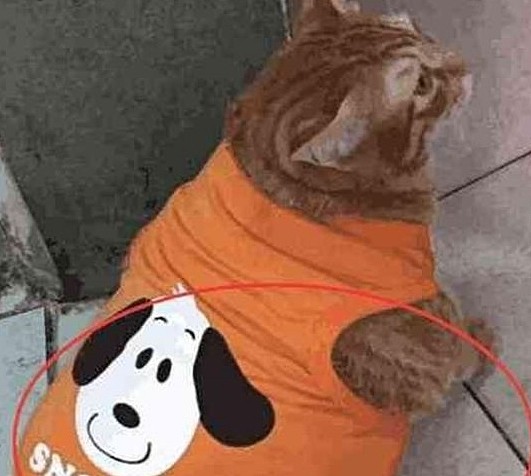 铲屎官给橘猫买衣服嗮买家秀，客服：删了你那张“猪”照全额退款 - 3