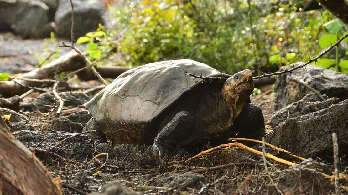 费尔南迪纳岛上发现巨型陆龟：系100多年来首次被确认的同类物种 - 1
