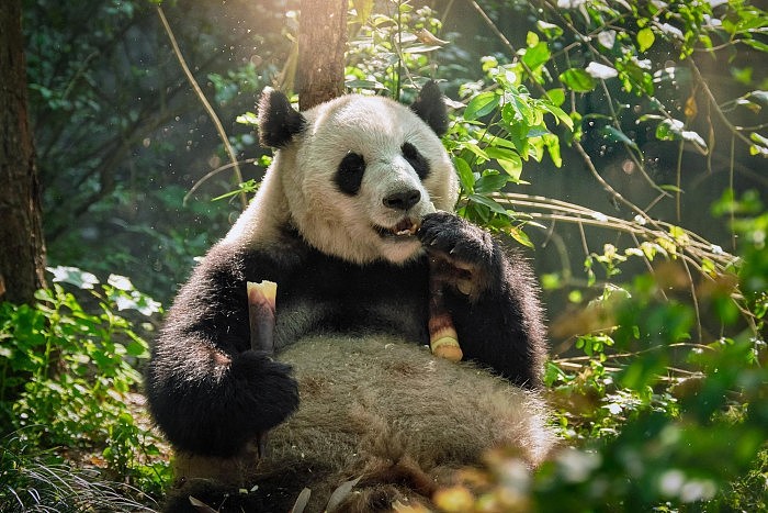 Giant-Panda-in-China.jpg