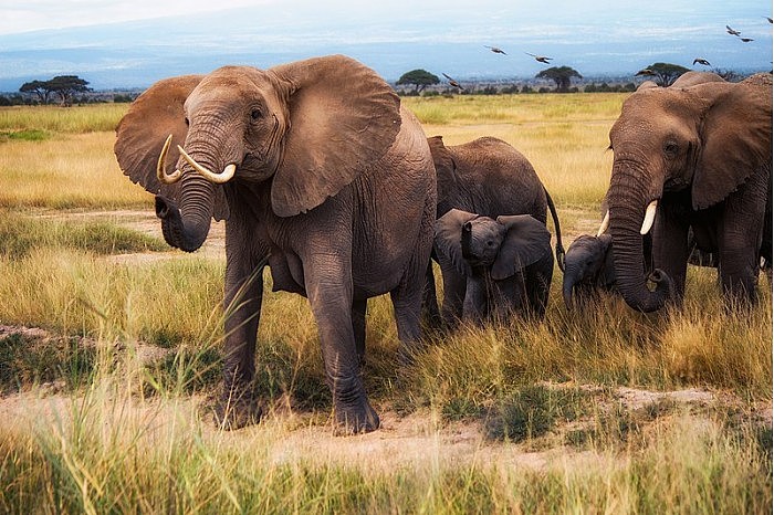 800px-African_Bush_Elephants,_Amboseli_National_Park_(32312286377).jpg